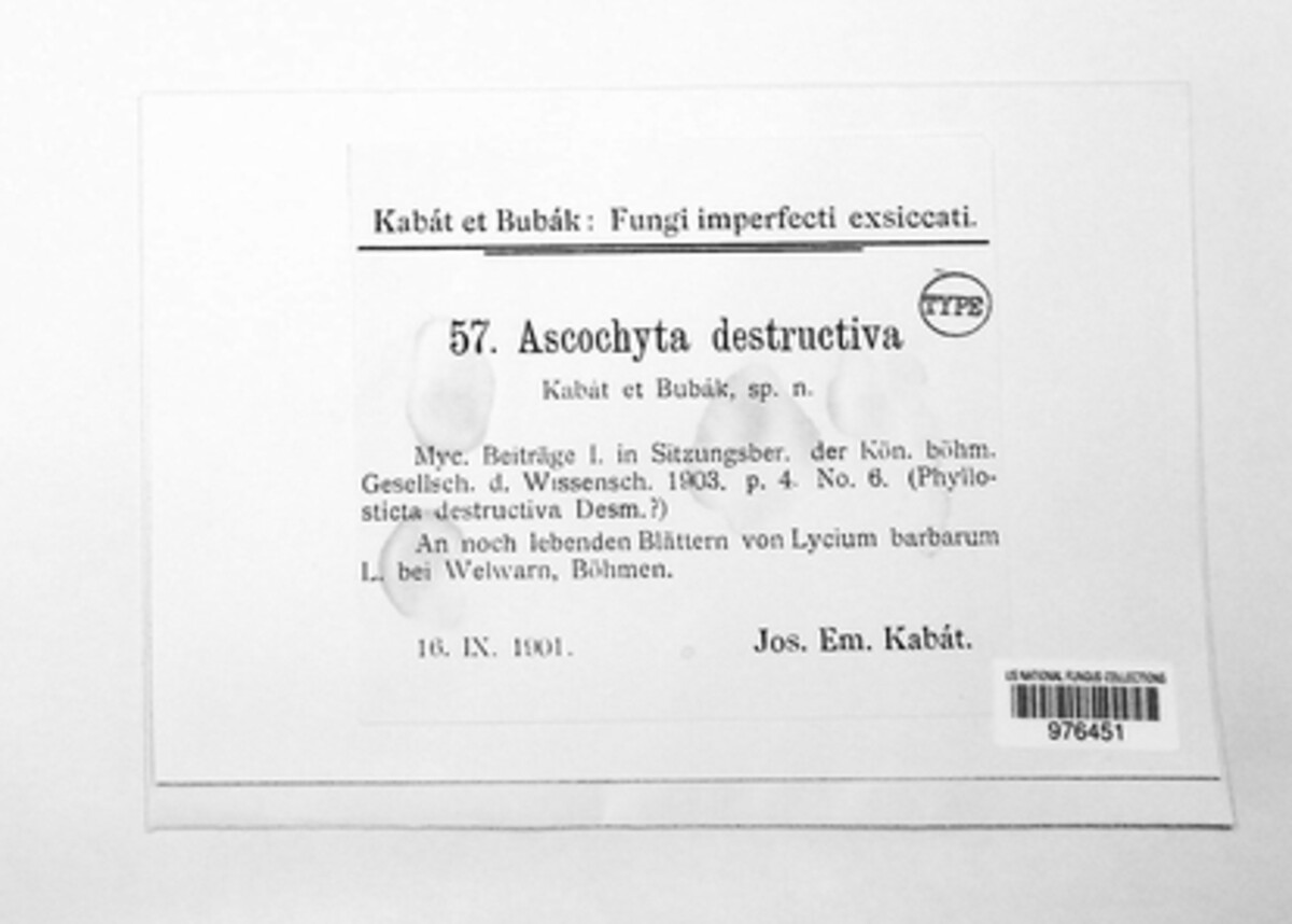 Ascochyta destructiva image